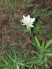 Cyperus niveus