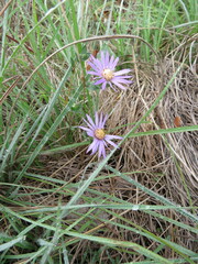 Symphyotrichum pratense