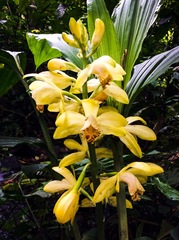 Phaius flavus