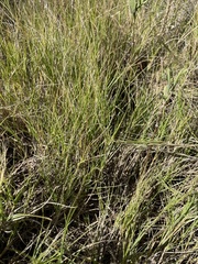 Sporobolus pumilus