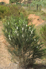 Melaleuca armillaris armillaris