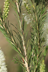 Melaleuca armillaris armillaris