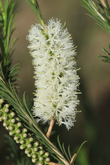 Melaleuca armillaris armillaris