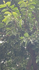 Ficus elastica