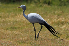 Anthropoides paradiseus