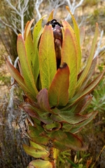 Protea coronata