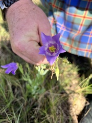Gentianaceae