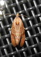 Evora hemidesma