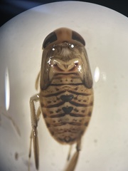 Corixinae