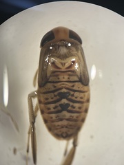 Corixinae