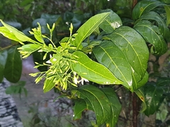 Kraussia floribunda
