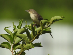Prinia sylvatica