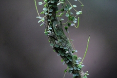 Itapotihyla langsdorffii