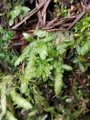 Plagiothecium undulatum