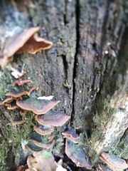 Phellinopsis conchata