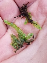 Plagiothecium undulatum