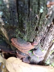 Phellinopsis conchata