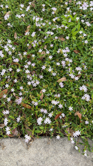 Richardia grandiflora