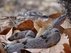 Crotalus lepidus