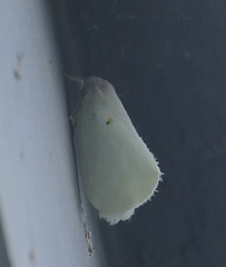 Poeciloflata combinata