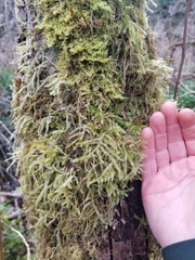 Rhytidiadelphus loreus