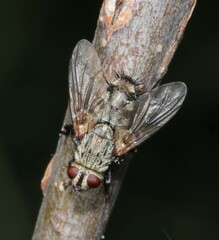 Microphthalma europaea