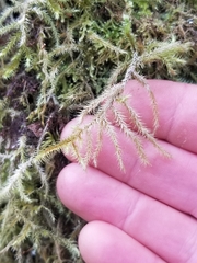 Rhytidiadelphus loreus