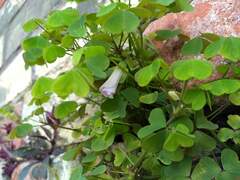 Oxalis incarnata