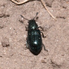 Necrobia violacea