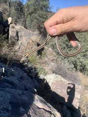 Thamnophis cyrtopsis