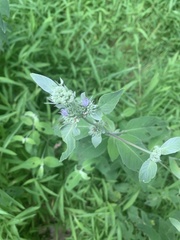 Pycnanthemum incanum
