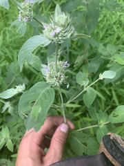 Pycnanthemum incanum