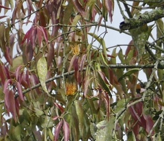 Lorantheae
