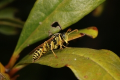 Polistes associus