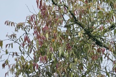 Lorantheae