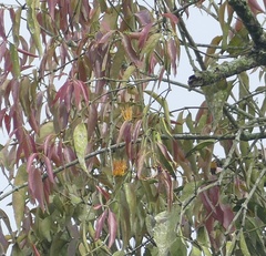 Lorantheae