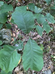 Quercus prinoides