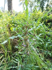 Hygrophila