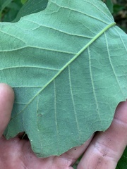 Quercus prinoides