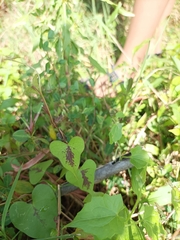 Ipomoea sagittifolia