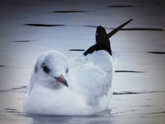 Chroicocephalus ridibundus