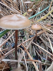 Psilocybe azurescens