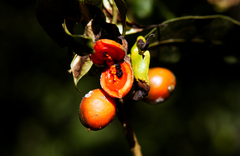 Pittosporum moluccanum