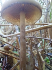 Psilocybe azurescens