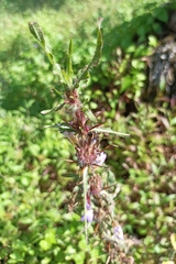 Hygrophila