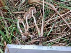 Psilocybe azurescens