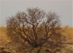 Commiphora