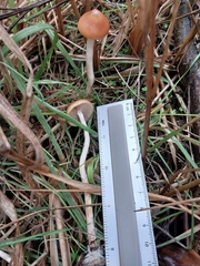 Psilocybe azurescens