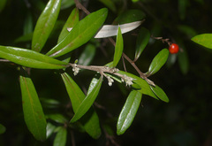 Corokia buddleioides