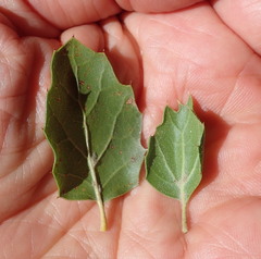 Quercus agrifolia agrifolia